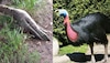 Cassowary bird: മനുഷ്യനെ വരെ കൊല്ലും ഈ പക്ഷി! ലോകത്തിലെ ഏറ്റവും അപകടകാരിയായ പക്ഷിയെ അറിയാം...