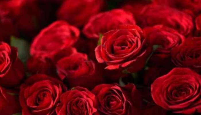 Valentines Day: വാലന്റൈന്‍സ് ഡേയ്‌ക്ക് ഇന്ത്യയിൽ നിന്നുള്ള റോസാപ്പൂക്കൾ ഇറക്കുമതി ചെയ്യുന്നത് വിലക്കി നേപ്പാൾ