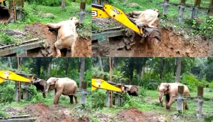 Viral Video: കുഴിയിൽ നിന്ന് കയറ്റിയ ജെസിബിയുമായി മല്ലടിച്ച് കാട്ടാന; ഒടുവിൽ കാട് കയറ്റിയത് പടക്കം പൊട്ടിച്ച്