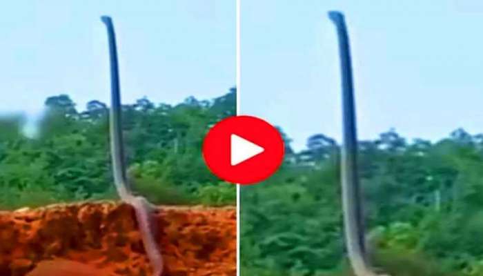 Viral Video: 18 അടി നീളമുള്ള രാജവെമ്പാലയെ കണ്ടിട്ടുണ്ടോ? വീഡിയോ വൈറൽ 