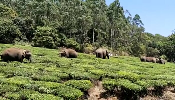 ഇരവികുളത്ത് കാട്ടാനക്കൂട്ടമിറങ്ങി; കാട്ടാനക്കൂട്ടമെത്തിയത് തൊഴിലാളികൾ കൊളുന്തെടുക്കുന്നതിനിടെ