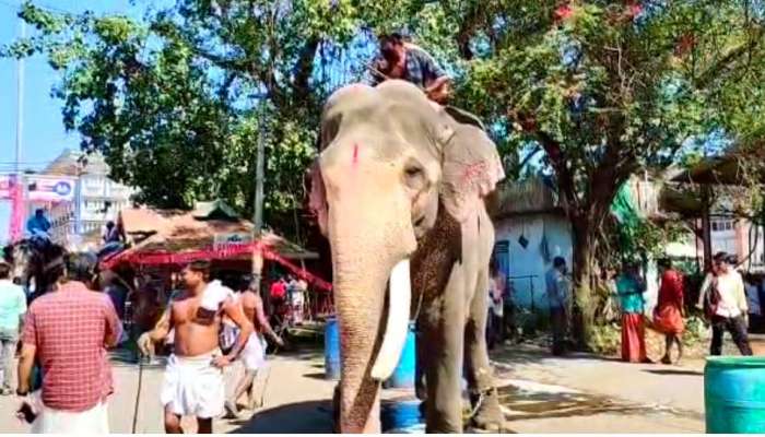 Guruvayur Aanayottam: ഗുരുവായൂർ ആനയോട്ടത്തിൽ കൊമ്പൻ ഗോകുൽ ഒന്നാമൻ