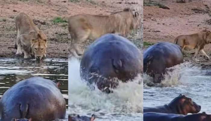 Viral Video: സിംഹങ്ങളെ ഭയപ്പെടുത്തിയോടിച്ച് ഹിപ്പോ; ആരാണ് രാജാവെന്ന് സോഷ്യൽ മീഡിയ- വീഡിയോ വൈറൽ