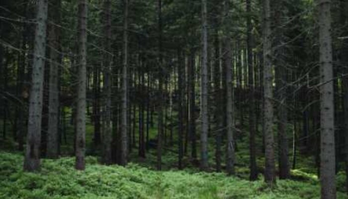 Optical Illusion: ചിത്രത്തിൽ മറഞ്ഞിരിക്കുന്ന കരടിയെ കണ്ടെത്താമോ? 5 സെക്കൻഡ് മാത്രമാണ് സമയം