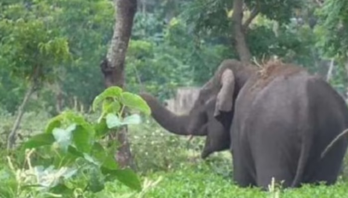 Wild Elephant Attack : ഇടുക്കി ചിന്നക്കനാലിൽ വീണ്ടും  കാട്ടാന ആക്രമണം; ബൈക്ക് യാത്രക്കാരന് പരിക്ക് 