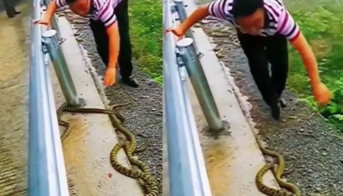 Viral Video Man Started Throwing Snaked In To Ditch Internet Shaken ...