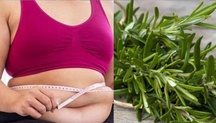 Weight Loss: ശരീരഭാരം കുറയ്ക്കാൻ ജിമ്മിൽ പോകുന്നത് ചെലവേറും; ഈ 5 ഇലകൾ കഴിച്ച് ആകാം Slim & Trim