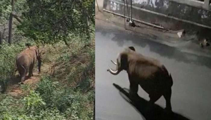 ഇരുപത് കിലോ അരിയും അകത്താക്കി;പന്ത്രണ്ടാമത്തെ വീടും അരികൊമ്പൻ തകർത്തു