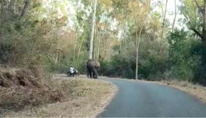 Viral Video : വളവ് തിരിഞ്ഞ് വന്നപ്പോൾ ദേ മുന്നിൽ ആന; വയോധികൻ രക്ഷപ്പെട്ടത് അത്ഭുതകരമായി