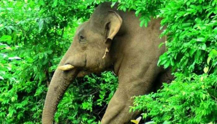 Elephant Attack : വയനാട്ടിൽ ആനയുടെ ആക്രമണത്തിൽ വൃദ്ധയ്ക്ക് ഗുരുതര പരിക്ക്