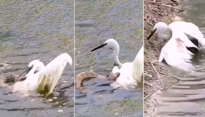 Snake Vs Crane: ചിറകിൽ കടിച്ച് തൂങ്ങി പാമ്പ്; രക്ഷപ്പെടാൻ കൊറ്റി ചെയ്തത് കണ്ടോ?