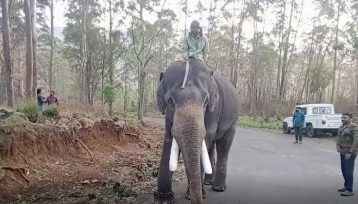 അരിക്കൊമ്പന്റെ സഞ്ചാരം നിരീക്ഷിക്കാൻ വനംവകുപ്പ്; രണ്ടാമത്തെ കുങ്കിയാനയും ചിന്നക്കനാലിലെത്തി