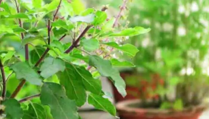 Tulsi Health Benefits :  പ്രമേഹവും കുറയ്ക്കുന്നത് മുതൽ ചർമ്മസംരക്ഷണം വരെ; തുളസിയുടെ ഗുണങ്ങൾ അറിയാം