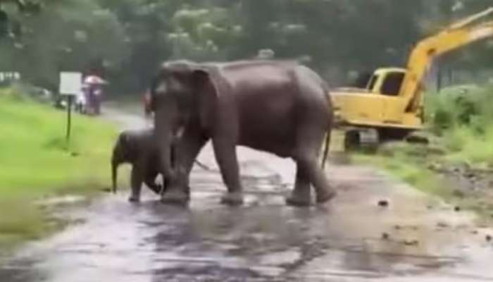 Viral Video: കനത്തമഴയിലും കാറ്റിലും കുഴിയിൽ അകപ്പെട്ട് ആനയും കുഞ്ഞും; രക്ഷാപ്രവർത്തനത്തിന്റെ ദൃശ്യങ്ങൾ വൈറൽ