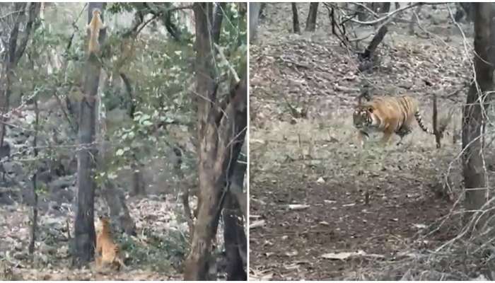 Viral video: ഇത് ഞങ്ങളുടെ ഏരിയ; പുള്ളിപ്പുലിയെ തുരത്തുന്ന കടുവയുടെ വീഡിയോ വൈറൽ 