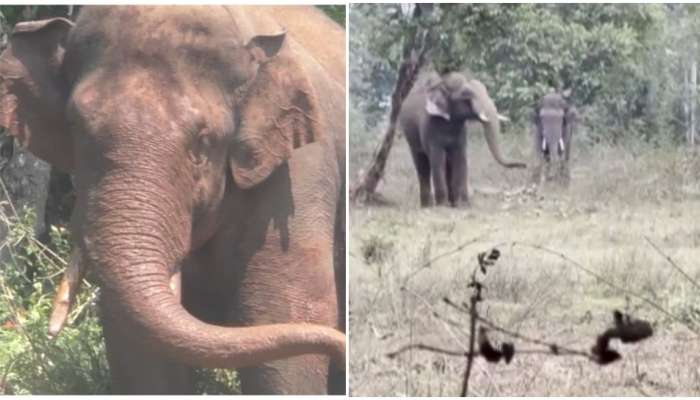 Arikkomban: കുങ്കിയാനകൾക്ക് പിന്നാലെ അരിക്കൊമ്പൻ; സുരക്ഷ വർധിപ്പിച്ച് വനം വകുപ്പ്