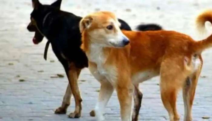 Stray Dog Attack: തെരുവ് നായ ആക്രമണം: ഹരിപ്പാട് രണ്ടുപേർക്ക് പരിക്ക്