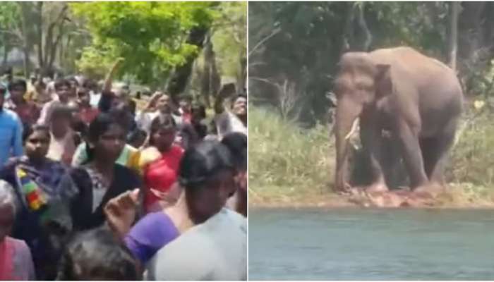 Arikkomban: അരിക്കൊമ്പൻ പറമ്പിക്കുളത്തേയ്ക്ക്; പ്രതിഷേധം ശക്തം, മുതലമടയിൽ ഹർത്താൽ