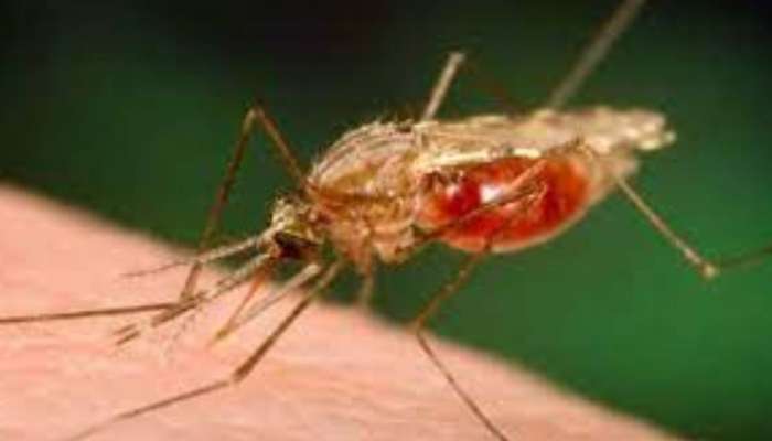World Chagas Disease Day 2023: പ്രാണികൾ പരത്തുന്ന ച​ഗാസ് രോ​ഗം അപകടകരം; ശ്രദ്ധിച്ചില്ലെങ്കിൽ മരണം വരെ സംഭവിക്കാം
