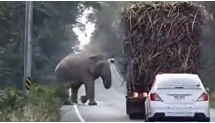 Viral video: &#039;ഇഷ്ടപ്പെട്ടു..എടുക്കുന്നു&#039;: കരിമ്പ് കഴിക്കാൻ ട്രക്കുകൾ തടഞ്ഞ് ആന, വീഡിയോ വൈറൽ