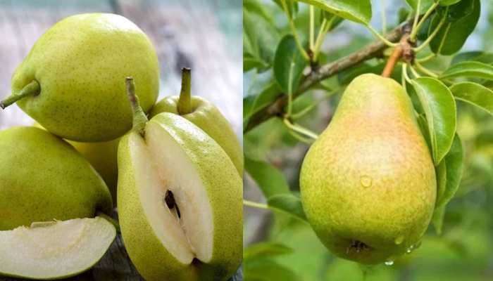 Benefits of Pear: വെറും 20 രൂപകൊണ്ട് പൊണ്ണത്തടി ഇല്ലാതാക്കാം!! ഈ പഴം ഇന്നുതന്നെ കഴിച്ചു തുടങ്ങൂ