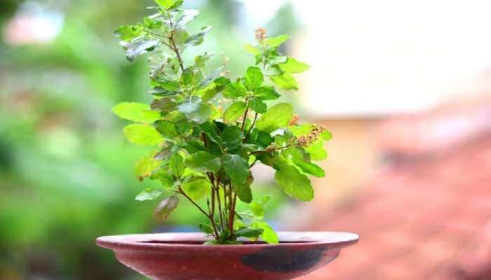 Tulsi Plant Vastu: തുളസിക്ക് സമീപം ഈ ചെടികള്‍ പാടില്ല, ദാരിദ്ര്യം പിടികൂടും..!! 