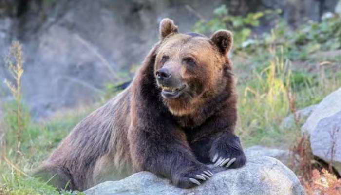 Bear: തിരുവനന്തപുരം വെള്ളനാട് കരടിയിറങ്ങിയതായി സംശയം; ഭീതിയിൽ ജനങ്ങൾ, ക്യാമറ സ്ഥാപിച്ചു, നിരീക്ഷണം ശക്തമാക്കി വനംവകുപ്പ്