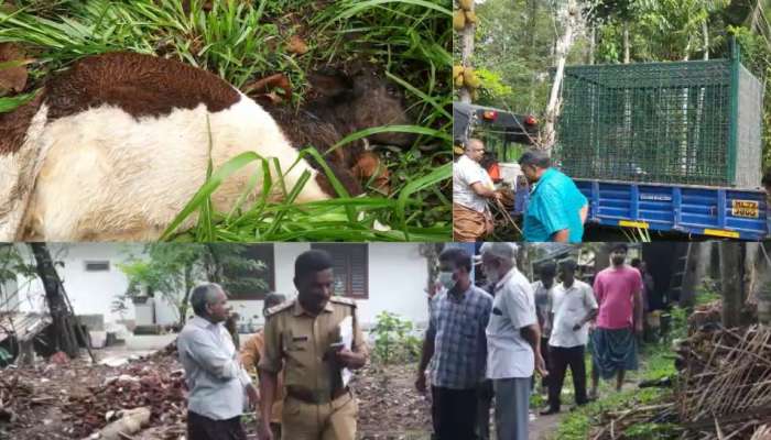 Tiger Attack: വയനാട് പുൽപ്പള്ളിയിൽ വീണ്ടും കടുവയുടെ ആക്രമണം