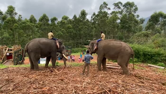 Kumki Elephants: ദൗത്യം വിജയം; സുരേന്ദ്രനും കുഞ്ചുവിനും പിന്നാലെ വിക്രമും സൂര്യനും മടങ്ങി