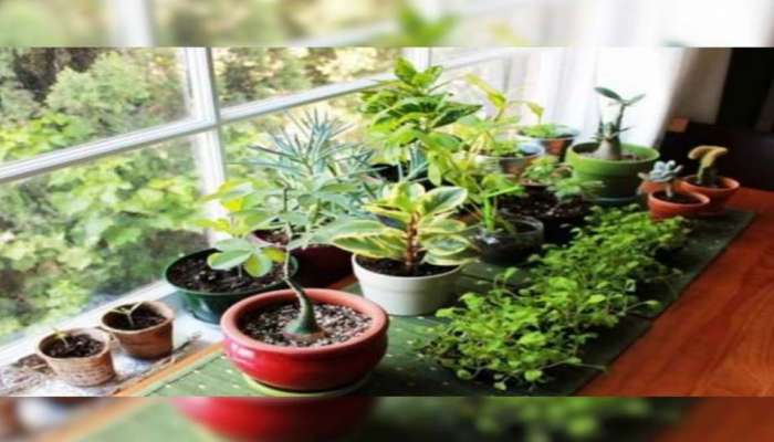 Lucky Plants for Home: ഈ 5 ചെടികൾ ഭാഗ്യം, വീട്ടിലുണ്ടെങ്കില്‍ പണത്തിന് കുറവുണ്ടാകില്ല