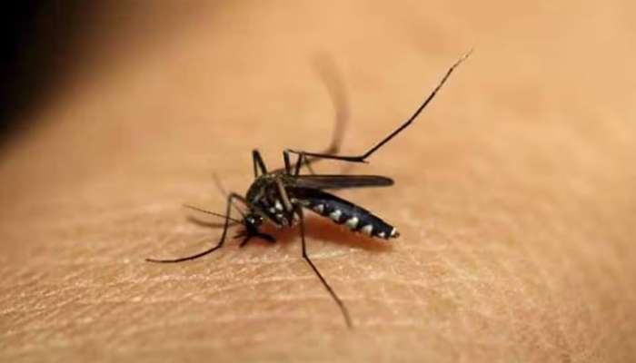 National Dengue Day 2023: ഡെങ്കിപ്പനി പ്രതിരോധിക്കാൻ ഈ ജീവിതശൈലി പാലിക്കാം