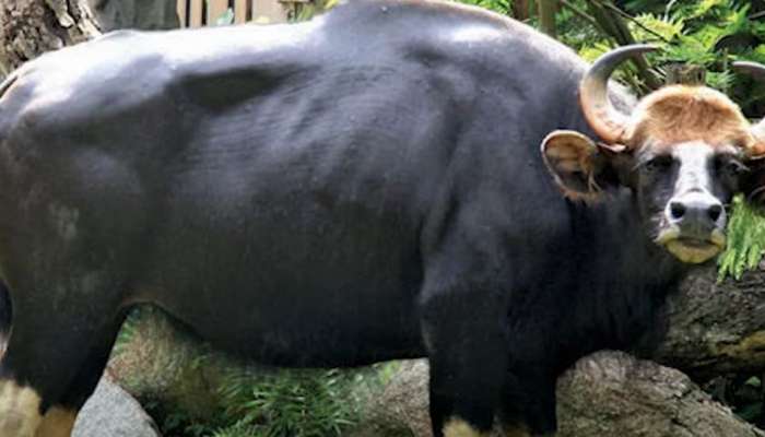 Wild Gaur Attack: താമരശേരി കട്ടിപ്പാറയിൽ കാട്ടുപോത്തിന്റെ ആക്രമണം; സംസാരശേഷിയില്ലാത്ത യുവാവിന് ​ഗുരുതര പരിക്ക്