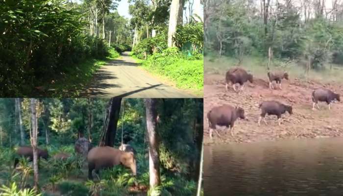 Wild Animal Attack: ഇടുക്കിയിൽ വന്യമൃ​ഗശല്യം രൂക്ഷം; വഴിവിളക്കുകൾ സ്ഥാപിക്കണമെന്ന ആവശ്യം ശക്തമാകുന്നു