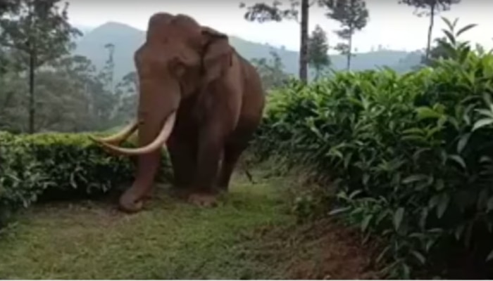 Padayappa Elephant: പടയപ്പ മിസ്സിം​ഗ്...മൂന്നാറില്‍ ആനയെ കാണാതായിട്ട് 20 ദിവസം