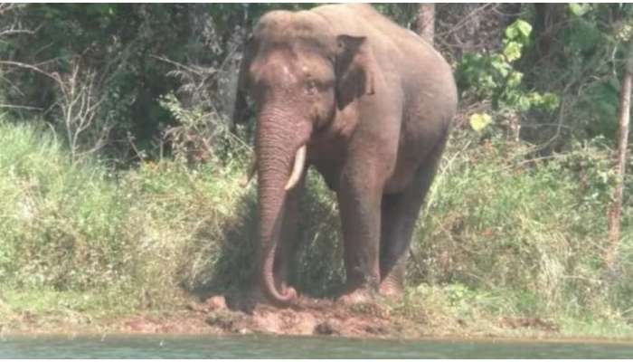 Meghamalai: ഇനി അരിക്കൊമ്പനെ പേടിക്കണ്ട; സഞ്ചാരികൾക്ക് മേഘമലയിൽ ഏർപ്പെടുത്തിയ വിലക്ക് പിൻവലിച്ചു