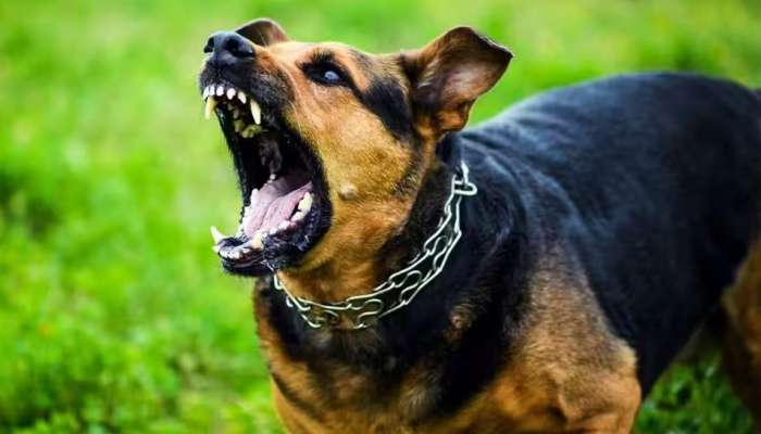 Stray Dog Attacks Kerala: തെരുവ് നായ നിർമാർജ്ജനത്തിന് വ്യക്തമായ പദ്ധതി വേണം