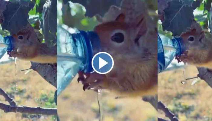 Viral Video : കുടിച്ചിട്ട് ദാഹം തീരുന്നില്ല; കുപ്പിയിൽ നിന്നും കൈവിടാതെ അണ്ണാൻകുഞ്ഞ്