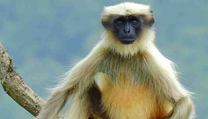 Gray Langur: തിരിച്ചെത്തിയിട്ടും,ഹനുമാൻ കുരങ്ങ് കൂട്ടിലെത്തിയില്ല; ഇരിപ്പ് ആഞ്ഞിലി മരത്തിൽ