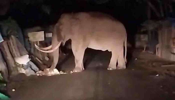 Padayappa Elephant : മാട്ടുപ്പെട്ടിയിൽ പടയപ്പയുടെ പരാക്രമം; രാത്രിയിൽ കട പൊളിച്ച് ഭക്ഷണം കഴിച്ച് കടുകയറി