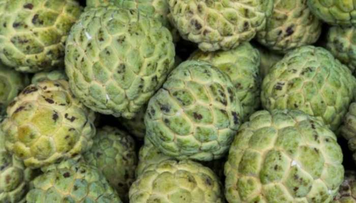 Custard Apple: മധുരവും രുചിയും മാത്രമല്ല, നിരവധി ​ഗുണങ്ങളുമുണ്ട് കസ്റ്റാർഡ് ആപ്പിളിന്