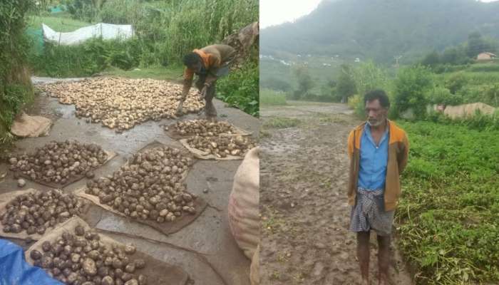 ഉരുളക്കിഴങ്ങ് കൃഷിയും ക്യാബേജ് കൃഷിയും നശിച്ചു; മഴയിൽ വട്ടവടയിൽ വ്യാപക കൃഷി നാശം