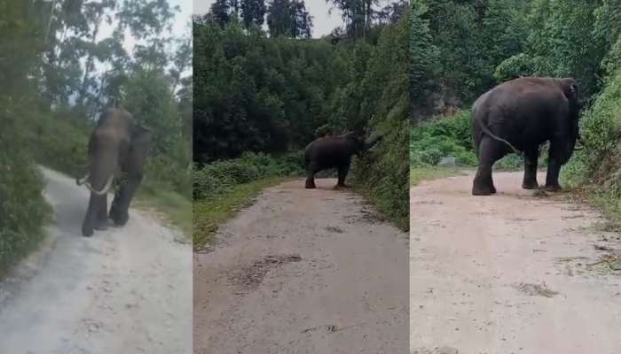 Wild elephant: വീണ്ടും മൂന്നാറിലെ ജനവാസ മേഖലയിൽ ഇറങ്ങി പടയപ്പ; യാത്രാ തടസ്സം സൃഷ്ടിച്ച് ഒരു മണിക്കൂറോളം റോഡിൽ നിലയുറപ്പിച്ചു