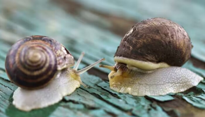 Snail: വീട്ടിൽ ഒച്ചിനെക്കൊണ്ട് പൊറുതിമുട്ടിയോ ? പ്രതിവിധിയുണ്ട്