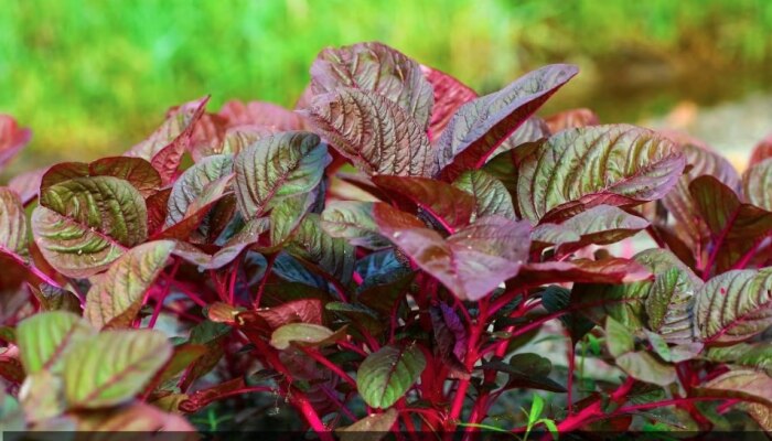 Red Spinach: മുടികൊഴിച്ചിലോ? ചീര നൽകും സംരക്ഷണം