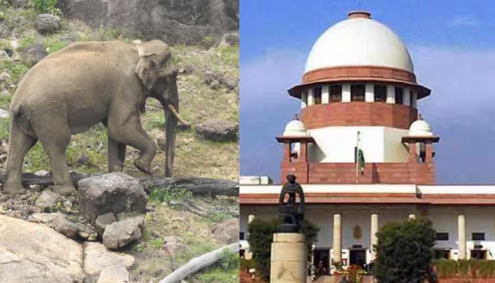 Supreme Court: അരിക്കൊമ്പനെ മയക്കുവെടി വയ്ക്കരുത്; ഹർജി ജൂലൈ 6ന് പരി​ഗണിക്കുമെന്ന് സുപ്രീംകോടതി