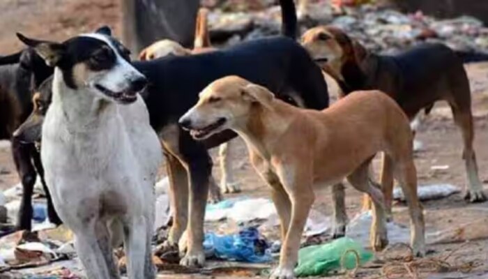 Stray Dog Issue: ഇനി വെറും 6000 എണ്ണം മാത്രം; കേരളത്തിൽ  നായകൾക്കെതിരായ അക്രമം തടയാൻ സുപ്രീം കോടതിയിൽ ഹർജി 