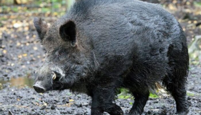 Wild Boar Attack: ഇടുക്കിയിൽ വീണ്ടും കാട്ടുപന്നി ആക്രമണം; കർഷകന് പരിക്ക്