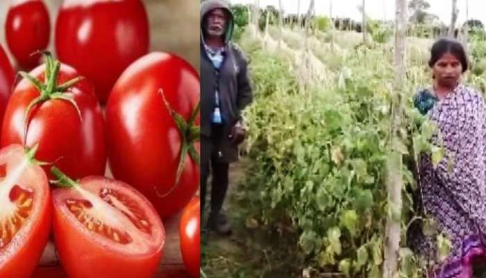 Tomato Price : ഒരു കിലോ തക്കാളിക്ക് പെട്രോളിനെക്കാൾ വില; തക്കാളി കള്ളൻമാരെ പേടിച്ച് കർഷകർ