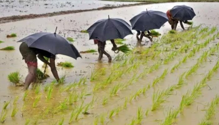 ദുരിതപ്പെയത്ത്, സംസ്ഥാനത്ത് 96 കോടിയുടെ കൃഷിനാശം: ഓണവിപണിയെ ബാധിച്ചേക്കും