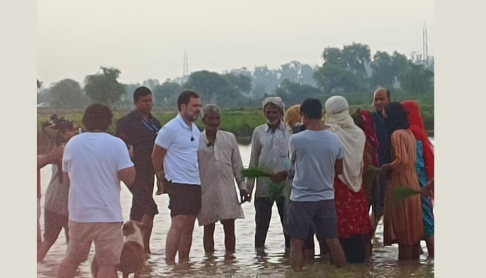 കർഷകർക്കൊപ്പം ഞാറ് നട്ട് ട്രാക്ടർ ഓടിച്ച് രാഹുൽ ​ഗാന്ധി